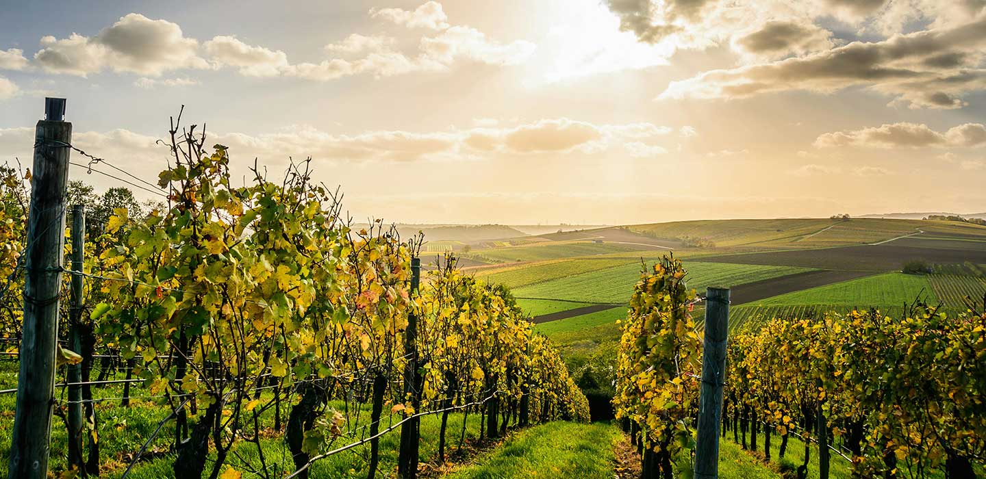Vinarija Miljkovic baner Vinarija Miljkovic baner